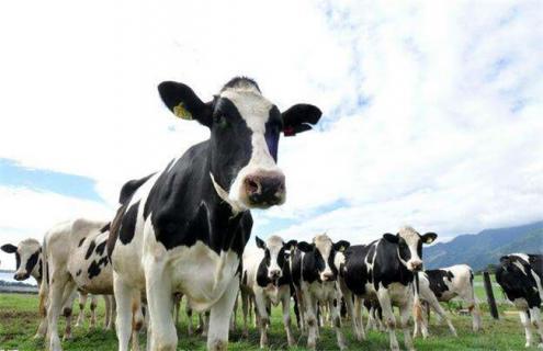 奶牛养殖常见的几大误区（养奶牛好养吗）