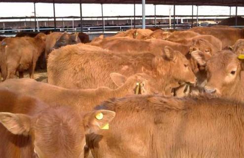 犊牛养殖的注意事项 犊牛饲养管理要注意什么