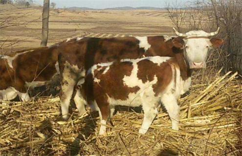 母牛带犊繁育技术（犊牛接产技术）
