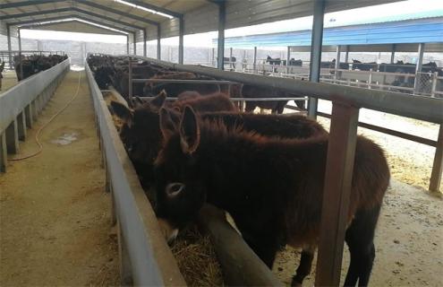 如何 提高肉驴 繁殖力