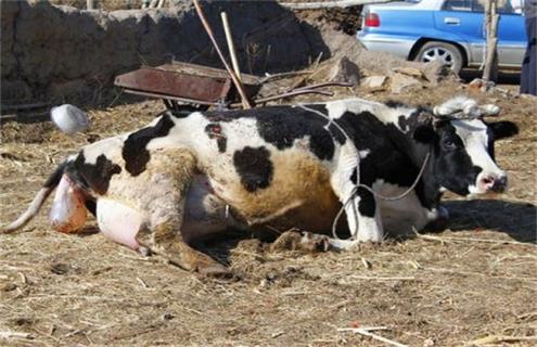 新生犊牛死亡原因及预防措施 新生牛犊死亡的原因