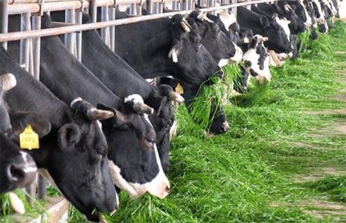 奶牛围产期饲养管理 奶牛围产前期的饲养管理