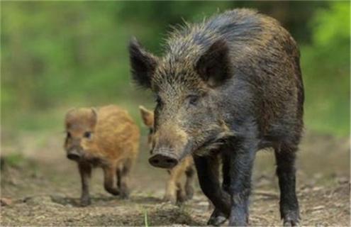野猪养殖风险有哪些 养殖野猪需要什么条件