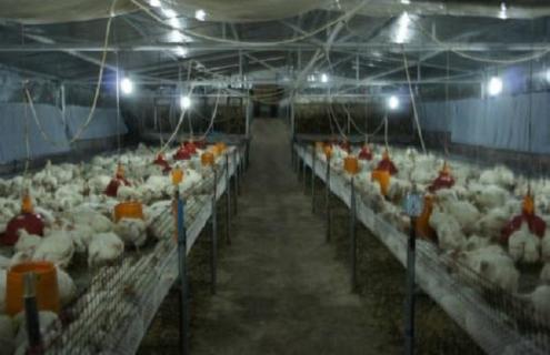 鸡舍如何预防禽流感（鸡场禽流感的防治措施）