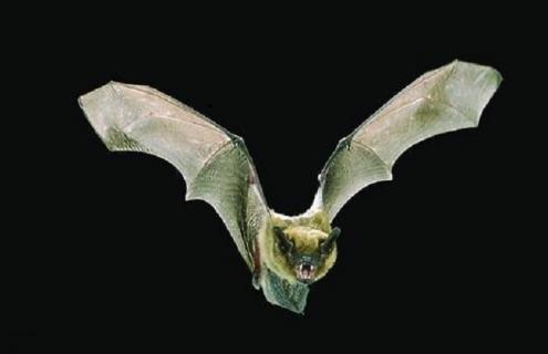 如何预防养殖场出现蝙蝠 怎么养蝙蝠安全