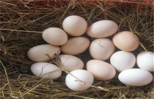 鸡蛋破损的主要原因 鸡蛋开裂是什么原因