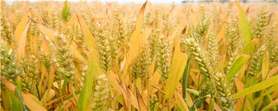 菏麦24小麦品种 菏麦19小麦品种简介