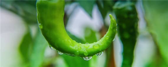 辣椒种植病虫害有哪些 辣椒种植病虫害有哪些如何防治
