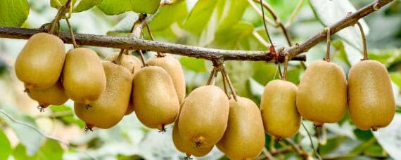 软枣猕猴桃怎么繁殖 软枣猕猴桃怎么培育