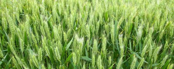 菏麦29小麦品种介绍（菏麦29小麦品种介绍河南能种么）