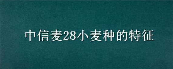 中信麦28小麦种的特征（中信78小麦种）