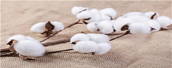 长绒棉生长的自然条件（长绒棉种植的有利自然条件）