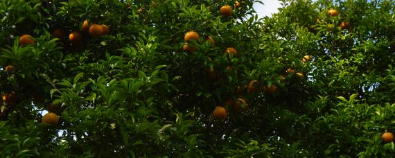 柑橘园杂草如何防控 柑橘园杂草用什么除草剂好