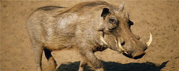 疣猪和野猪的区别（疣猪和野猪的区别图片）