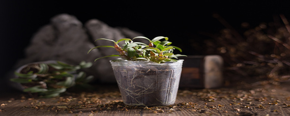 铁皮石斛的种植方法和注意事项 家庭种植铁皮石斛盆栽的注意事项