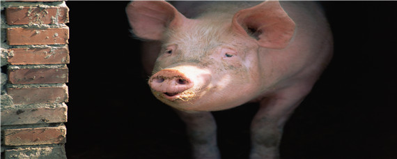 瘦肉猪品种有哪些 全瘦肉猪品种有哪些