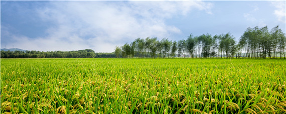 水稻生长发育八个时期 水稻生长发育八个时期的图片