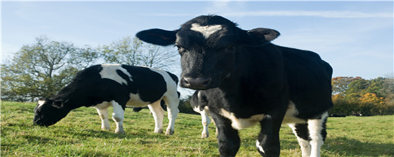 母牛的正确饲养方法 母牛的饲养管理技术