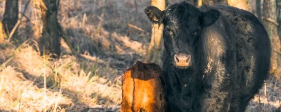 怀孕母牛饲料配方和喂养方法 饲养母牛饲料配方