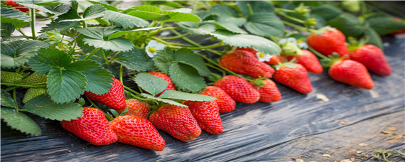 草莓打膨大剂最佳时机 草莓什么时候打膨大剂最好