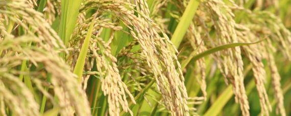 水稻抽穗期水层管理（水稻抽穗期水分管理）