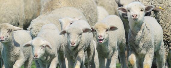 澳洲白绵羊产羔率（澳洲白绵羊产羔率怎么样）
