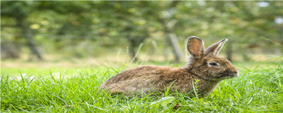 野兔冬天的生活规律（野兔冬季的生活环境及特点）