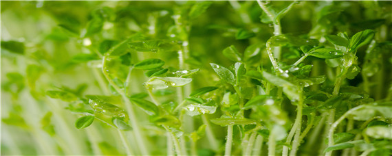 怎么种植豌豆芽苗菜粗壮 豌豆苗芽苗菜种植技术