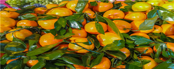 华美七号柑橘品种 华美七号柑橘品种的缺点