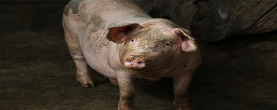 瘦肉精主要蓄积在猪的哪里 瘦肉精主要蓄积在猪的哪里,食后会引起中毒