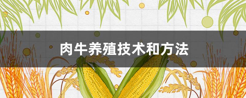 肉牛养殖技术和方法