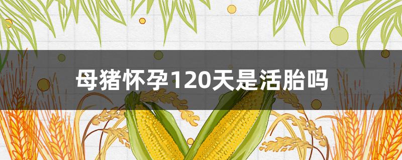 母猪怀孕120天是活胎吗