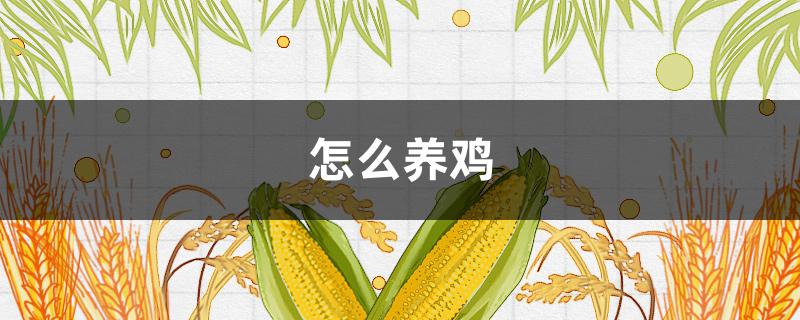 怎么养鸡