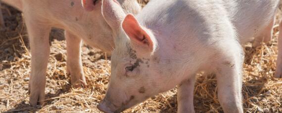 猪长期吃葡萄糖坏处 葡萄糖吃多了对猪有影响吗