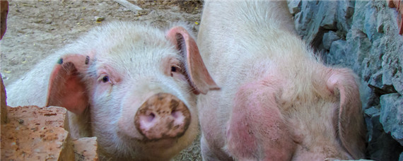 小型养猪场粪便处理 小型养猪场粪便如何处理
