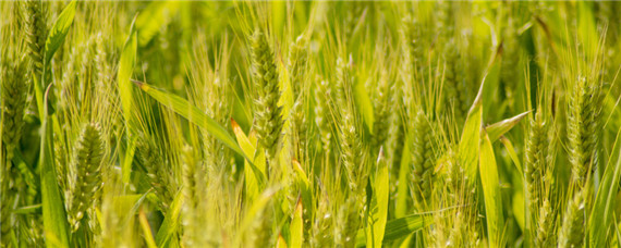 碱地种小麦应用什么肥料 旱地种小麦用什么化肥