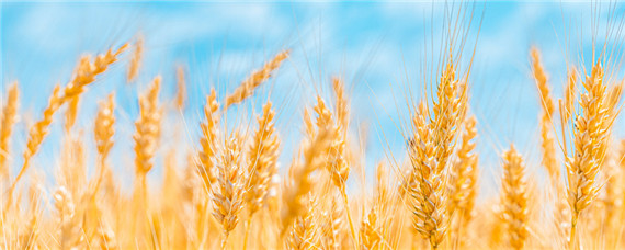 存麦22小麦种品种介绍 存麦20小麦品种产量表现