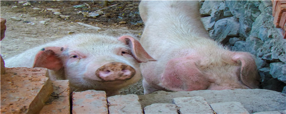 一般5个月的猪有多重 五个半月的猪多重