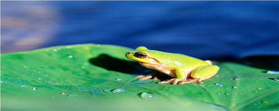 小青蛙的生长变化过程 小青蛙生长的过程是什么样的