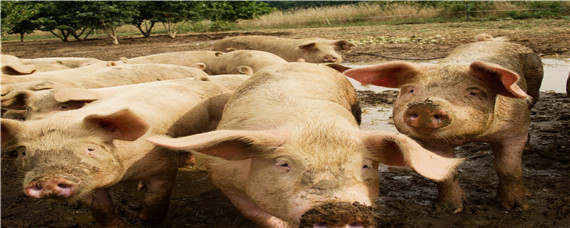 猪是杂食动物还是食草动物 猪是肉食动物还是草食动物还是杂食动物