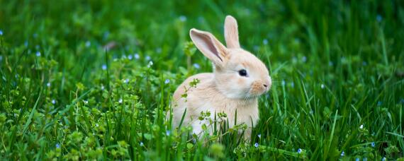 野兔和家兔的区别（野兔和家兔的区别和特征）