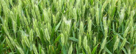 麦套花生如何灭麦茬 麦茬种花生要除去麦茬