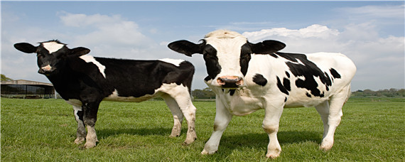 牛疙瘩皮肤病治疗方法 牛疙瘩皮肤病图片怎么治