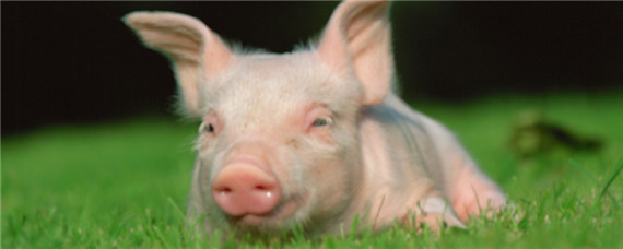 小猪低温急救法 母猪产后猪低温急救法