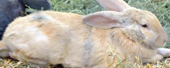 家兔和野兔的区别 家兔和野兔的区别图
