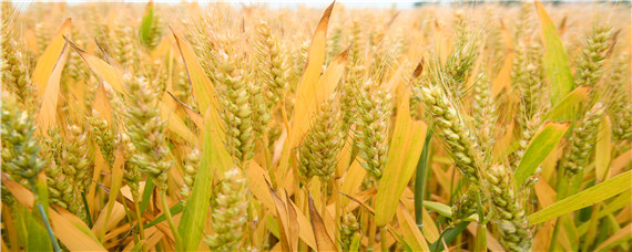 存麦5小麦种品种介绍 存麦5小麦种品种介绍产量如何