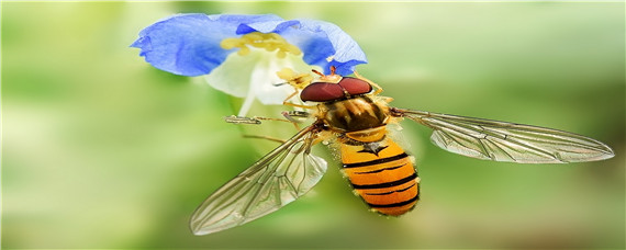 蜜蜂出入频繁但不带粉（蜜蜂出进很多但不带花粉）