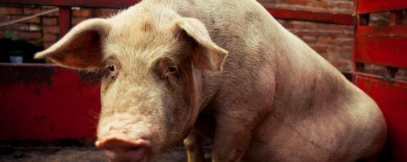 治疗猪回肠炎最有效药 治疗猪回肠炎的特效药