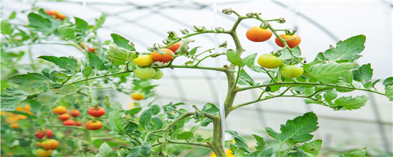 番茄常见虫害 番茄常见虫害有哪些