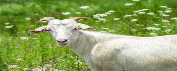 羊倒嚼嘴有白沫是怎么回事 绵羊倒嚼是口上有白沫是怎么回事儿?